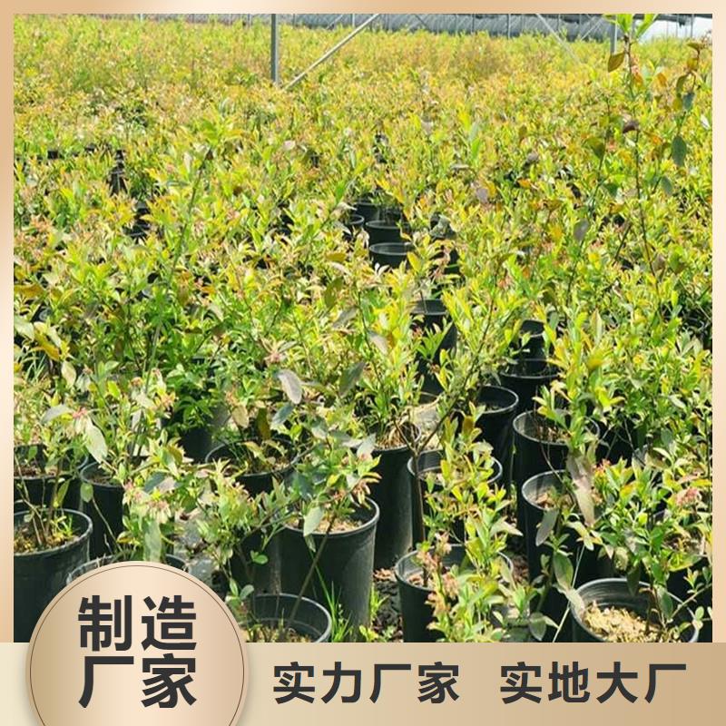 杈杷果,樱桃苗厂家技术完善品质保证实力见证