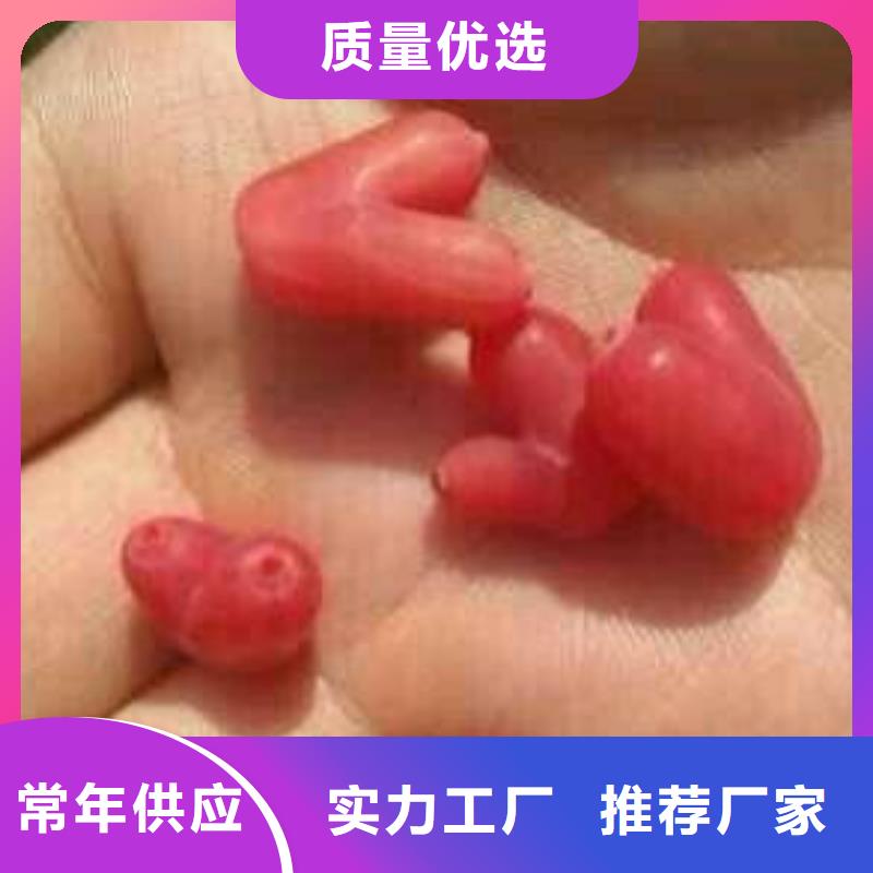 杈杷果【苹果苗】好产品不怕比当地货源