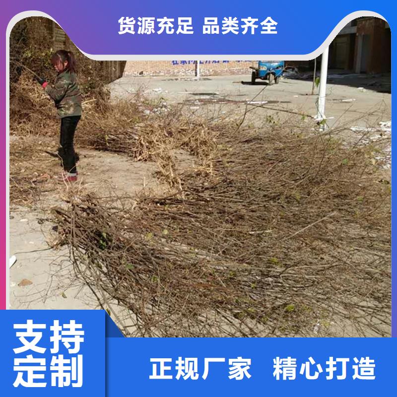 杈杷果无花果苗追求细节品质一站式供应