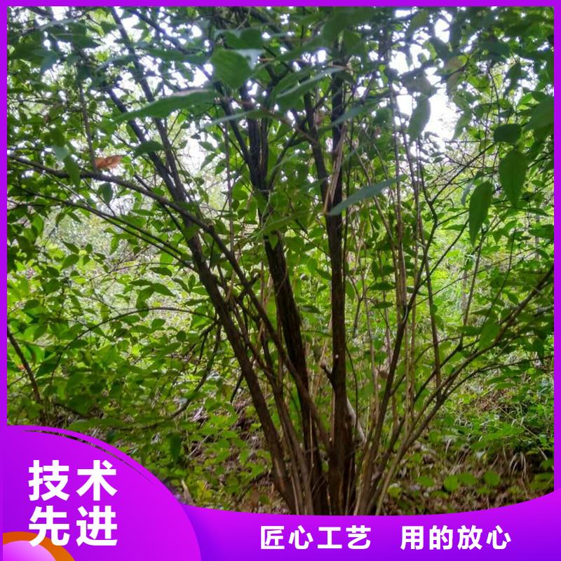 【杈杷果樱桃苗现货采购】欢迎新老客户垂询
