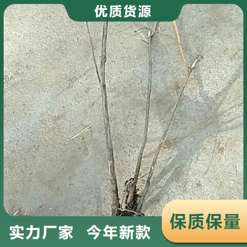 【杈杷果】苹果苗工厂批发同城货源