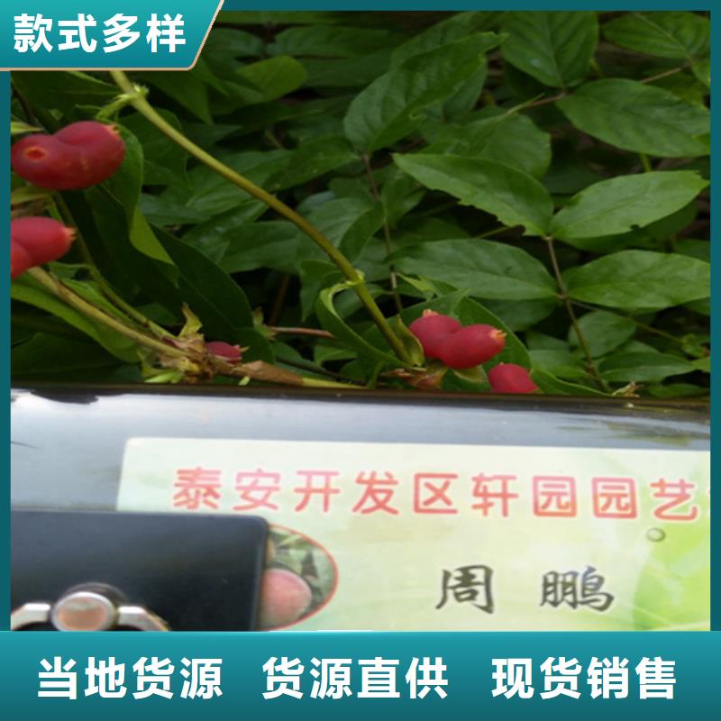 杈杷果,北美冬青严格把关质量放心专业的生产厂家