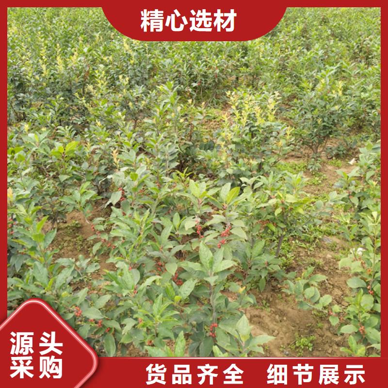 北美冬青花椒苗厂家现货供应当地服务商