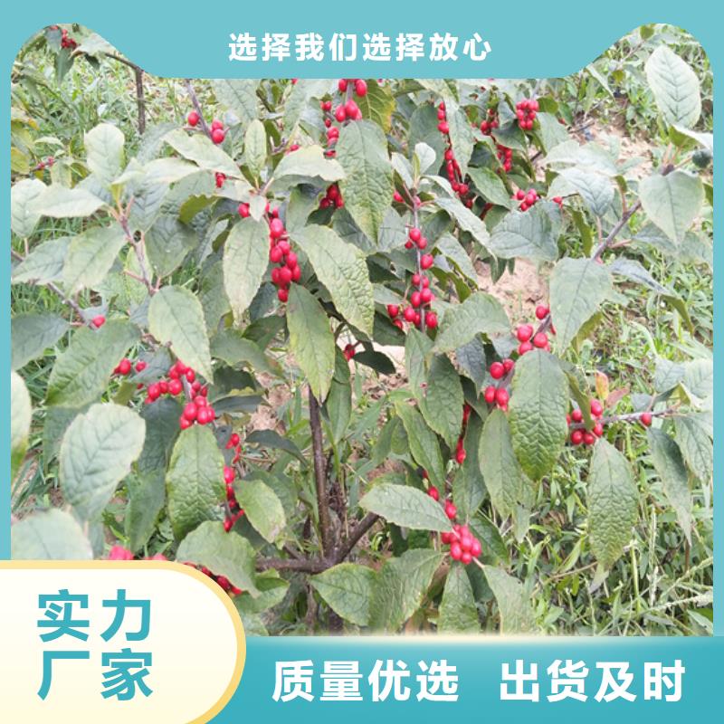 北美冬青,【樱桃苗】一站式供应厂家好货有保障