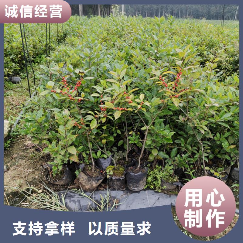 北美冬青苹果苗好产品不怕比附近经销商