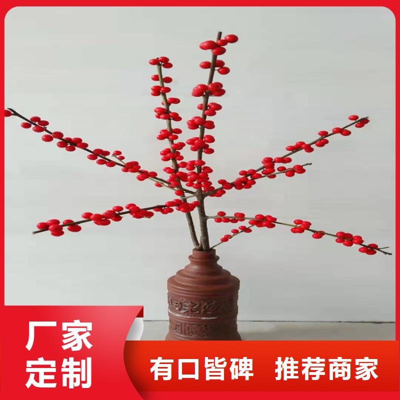 北美冬青_樱桃苗源头厂家供应一站式采购方便省心