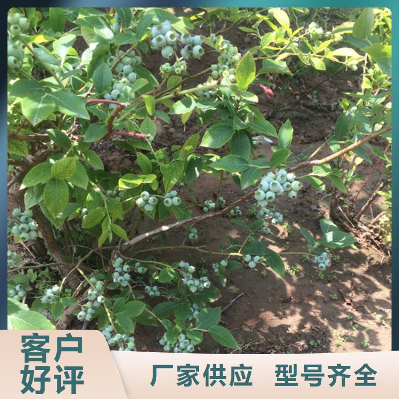 蓝莓苗【无花果苗】支持大小批量采购本地服务商