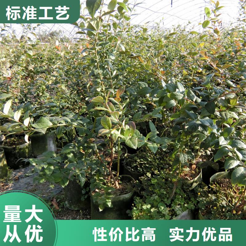 【蓝莓苗】樱桃苗源厂直接供货同城制造商