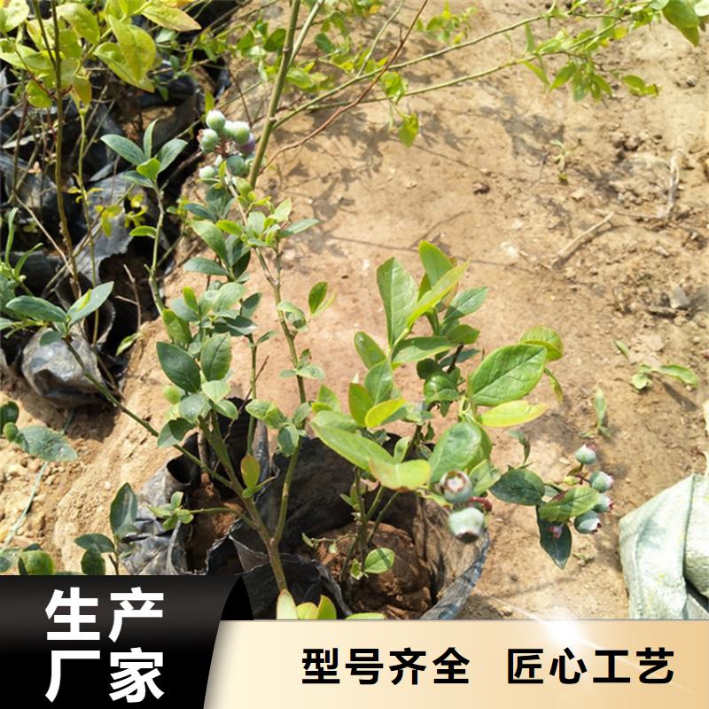 【蓝莓苗-樱桃苗正规厂家】优选原材
