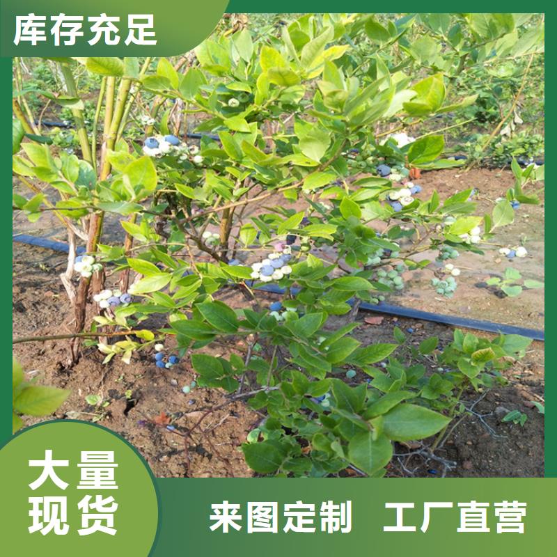 蓝莓苗厂家精选核心技术
