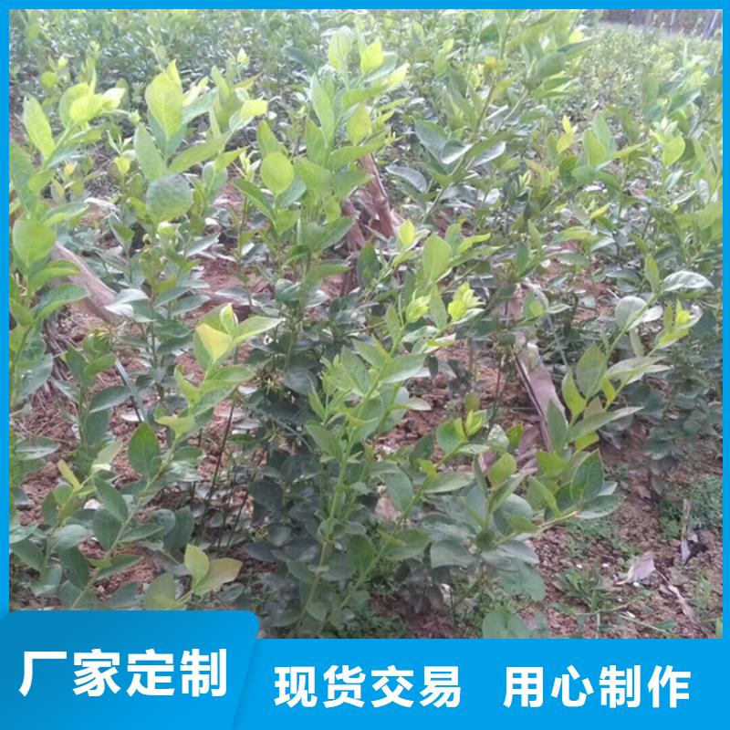 蓝莓苗-樱桃苗匠心工艺当地生产厂家