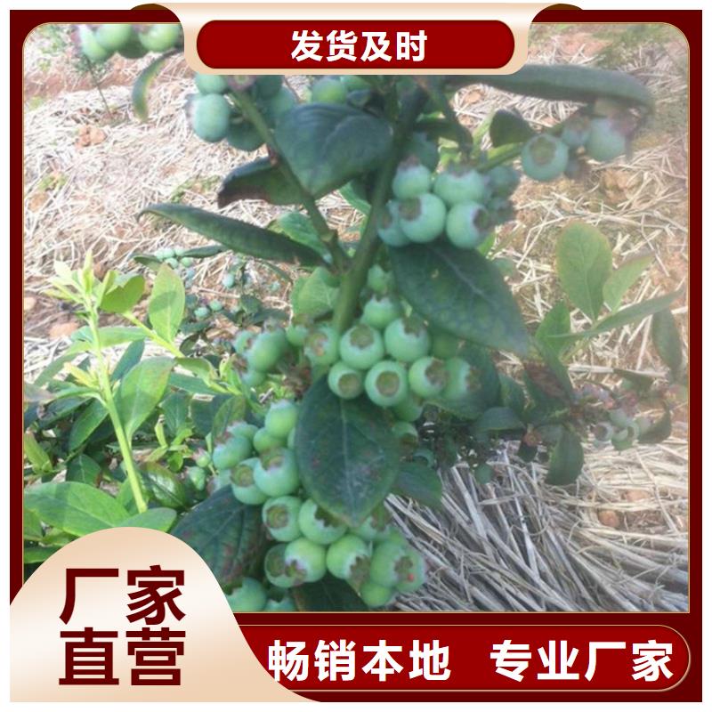 蓝莓苗猕猴桃苗产地采购海量库存