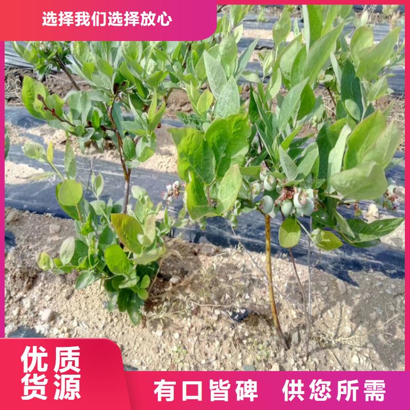 蓝莓苗樱桃苗价格地道真材实料加工定制