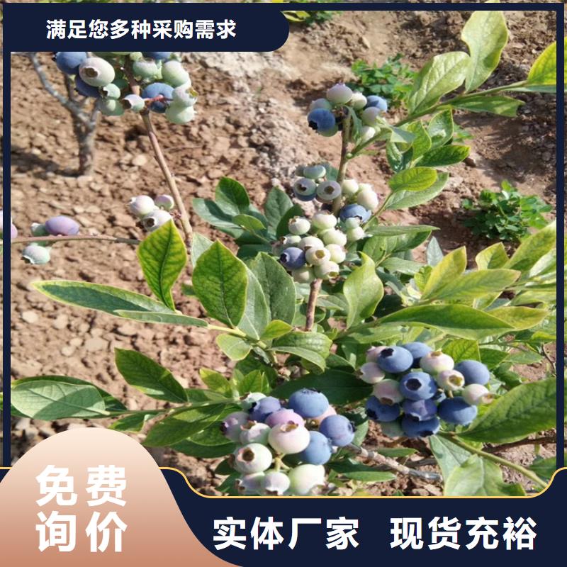 【蓝莓苗苹果苗诚信商家】真材实料加工定制