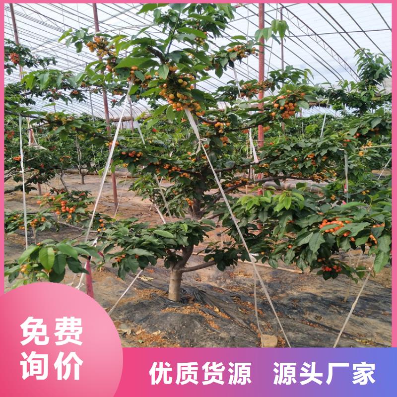 樱桃草莓苗值得信赖一手价格