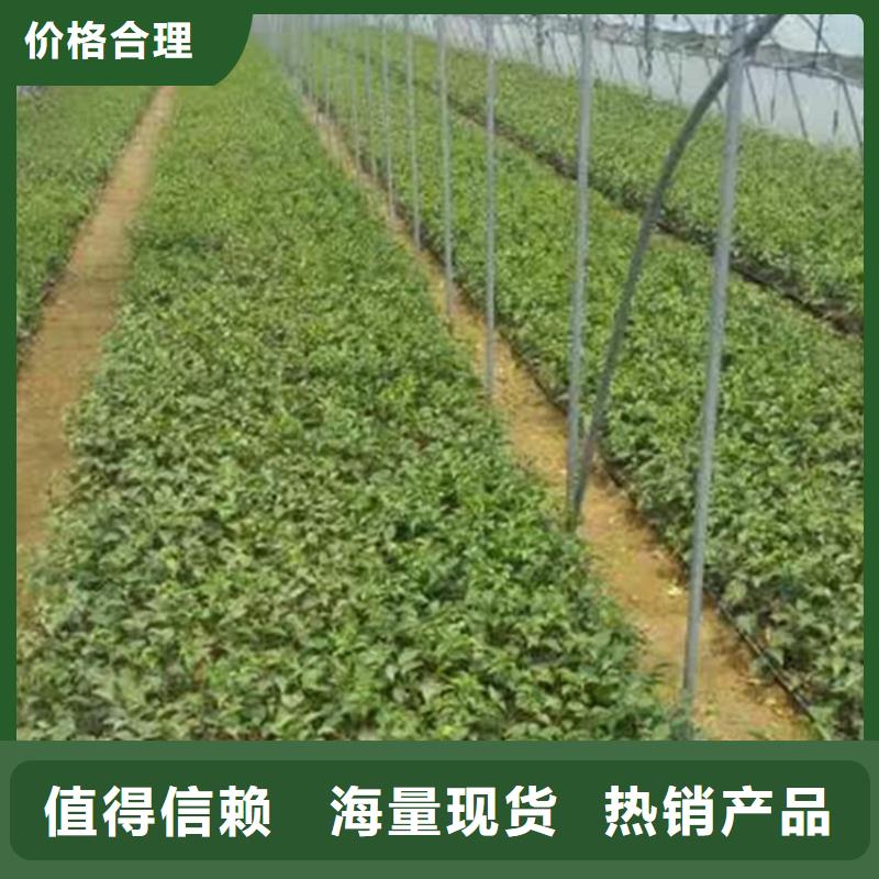 樱桃梨树苗每一处都是匠心制作专业供货品质管控