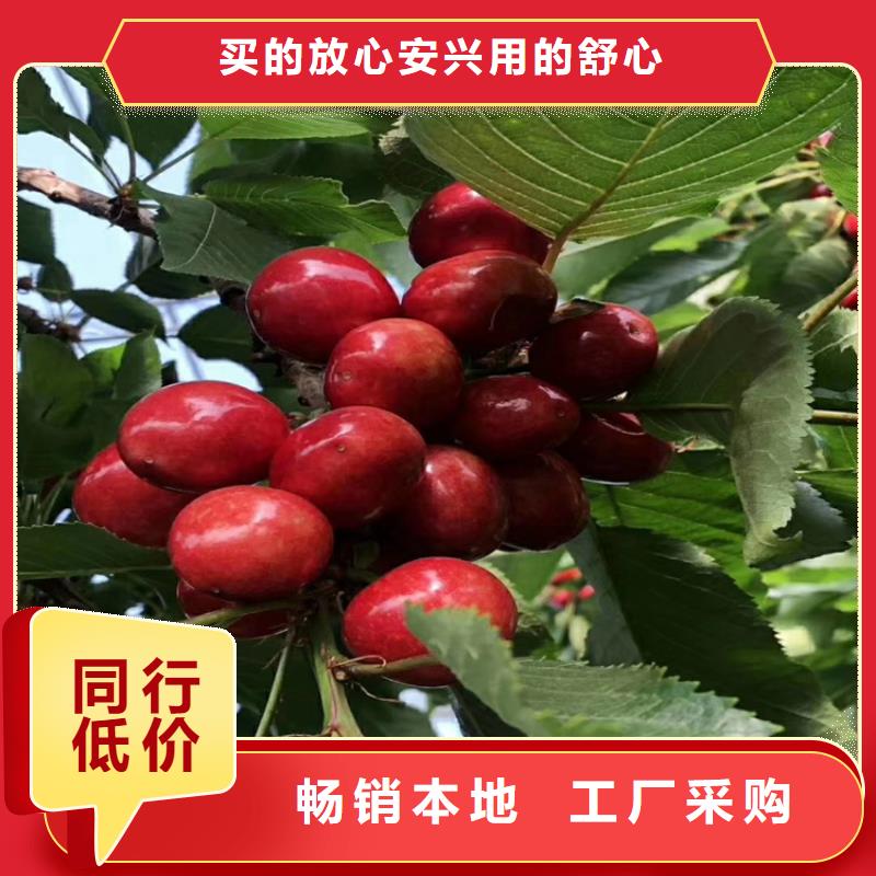 樱桃樱桃苗专注质量实力雄厚品质保障