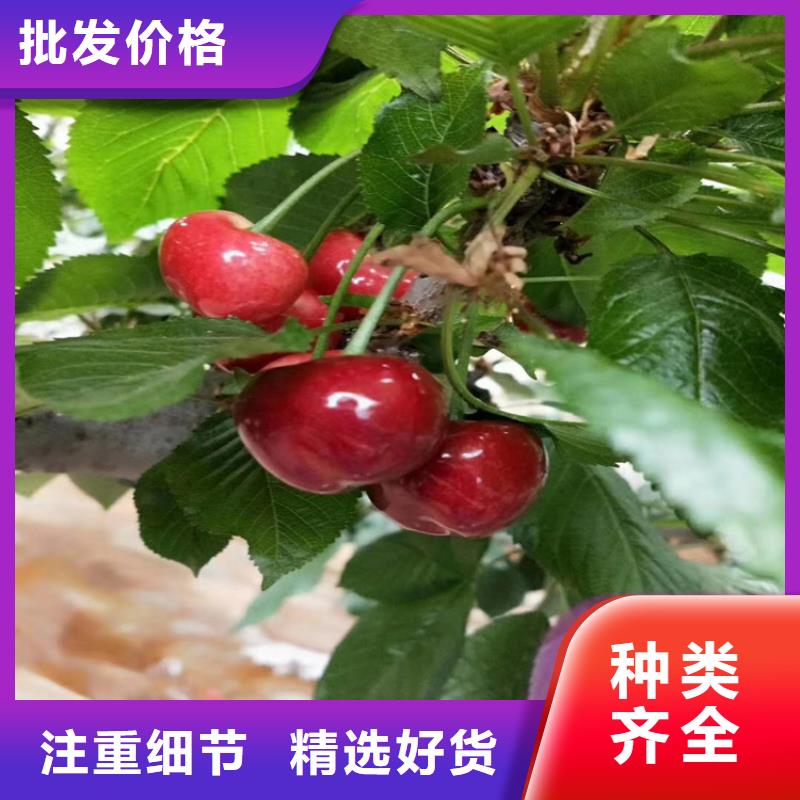 樱桃_桃树苗符合标准专业厂家