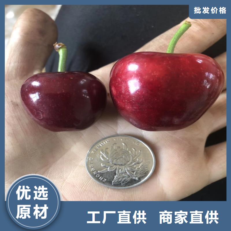 樱桃石榴树支持批发零售工厂直营