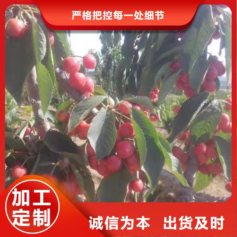 樱桃桃树苗品质无所畏惧源头厂家经验丰富