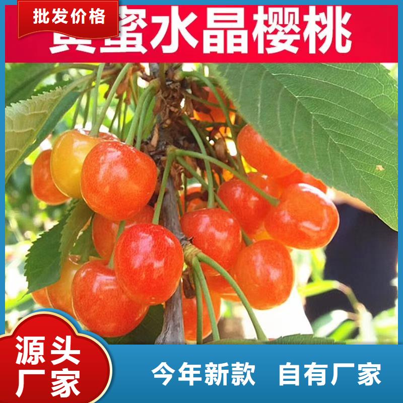 樱桃,无花果苗常年出售本地生产商