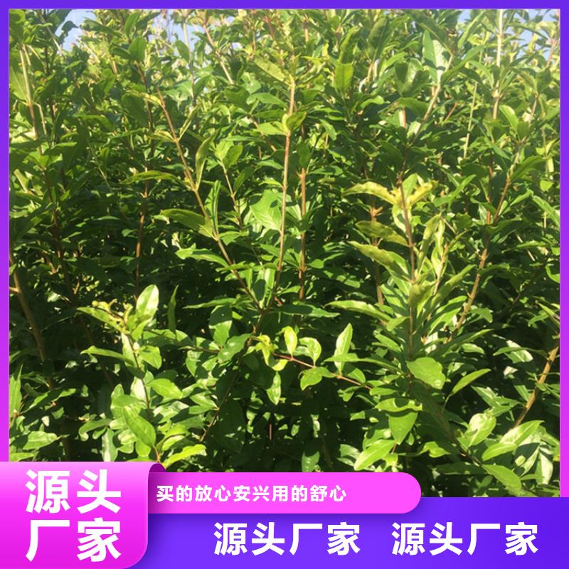 石榴樱桃苗品质保障价格合理同城品牌