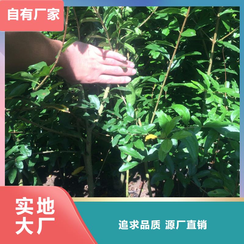 【石榴】梨树苗用心做产品专业厂家