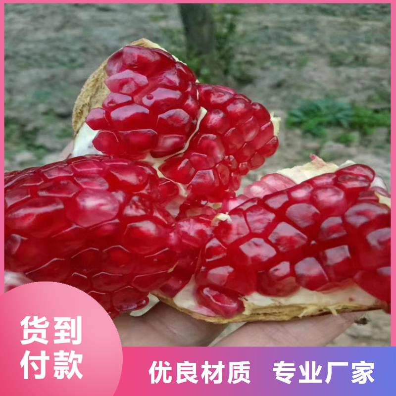 石榴【樱桃苗】现货充足匠心打造