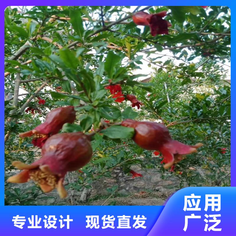 【石榴,樱桃苗从源头保证品质】真正让利给买家