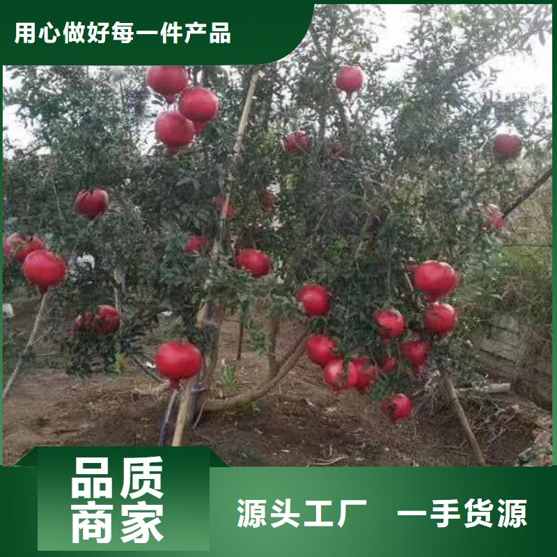 石榴-3公分石榴苗出货快产品优势特点