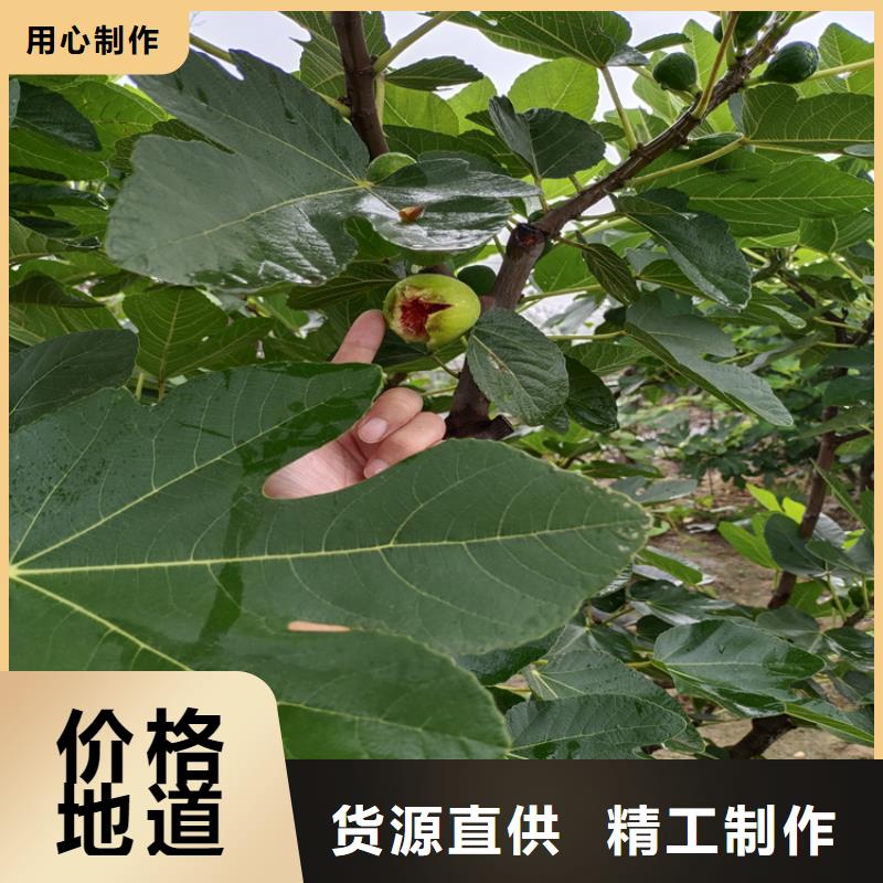 【无花果_奶油草莓自营品质有保障】满足客户需求