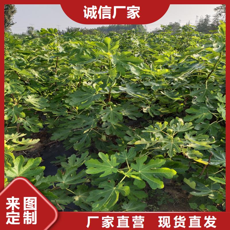 【无花果】蓝莓苗价格低性能稳定