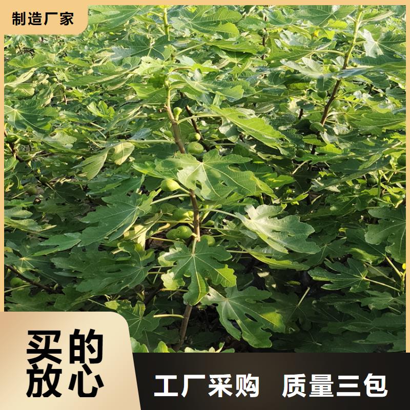 无花果【梨树苗】品质服务本地制造商
