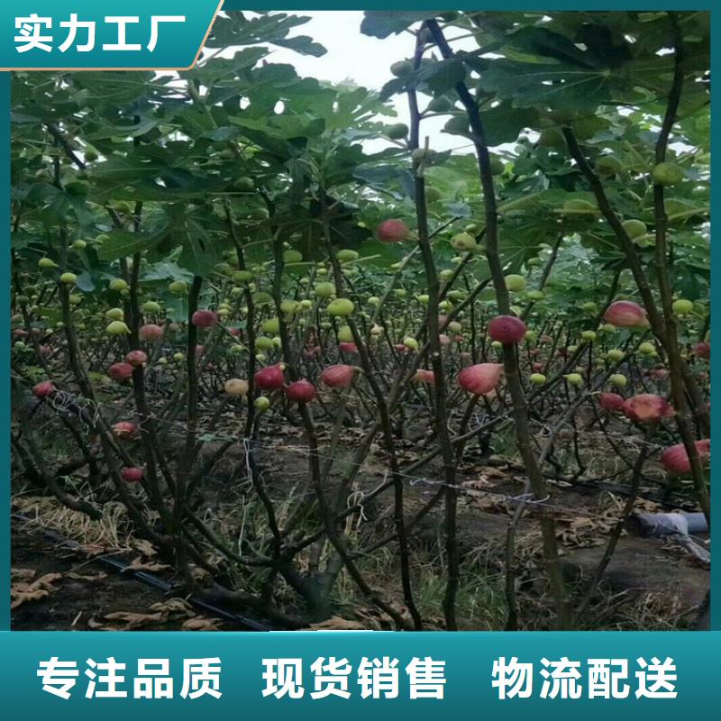 无花果苹果苗出货及时本地品牌