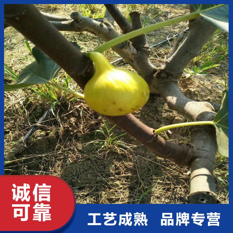 无花果玛瑙红石榴苗售后无忧海量现货直销