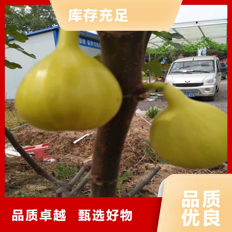 【无花果樱桃苗实力工厂】使用方法