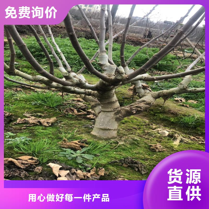 无花果_桃树苗生产型满足客户所需