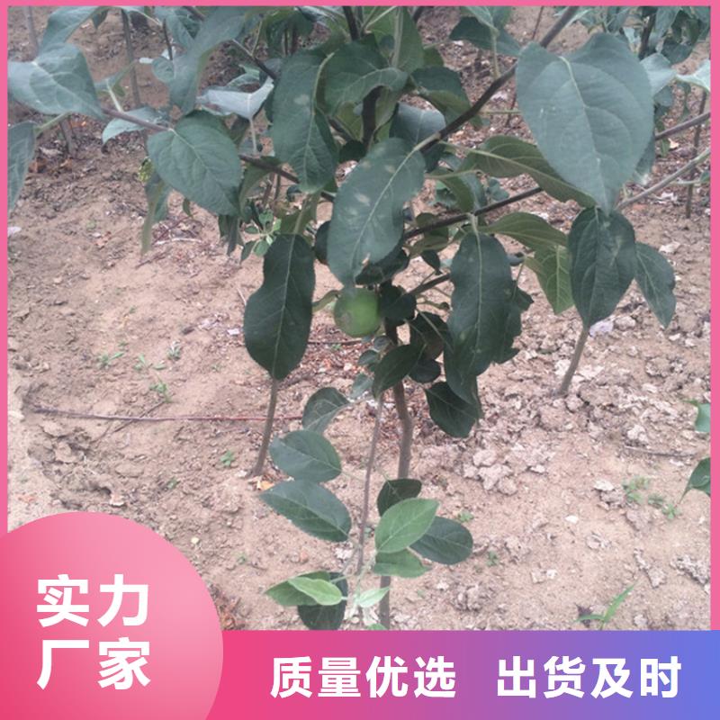 苹果苹果苗价格地道生产加工