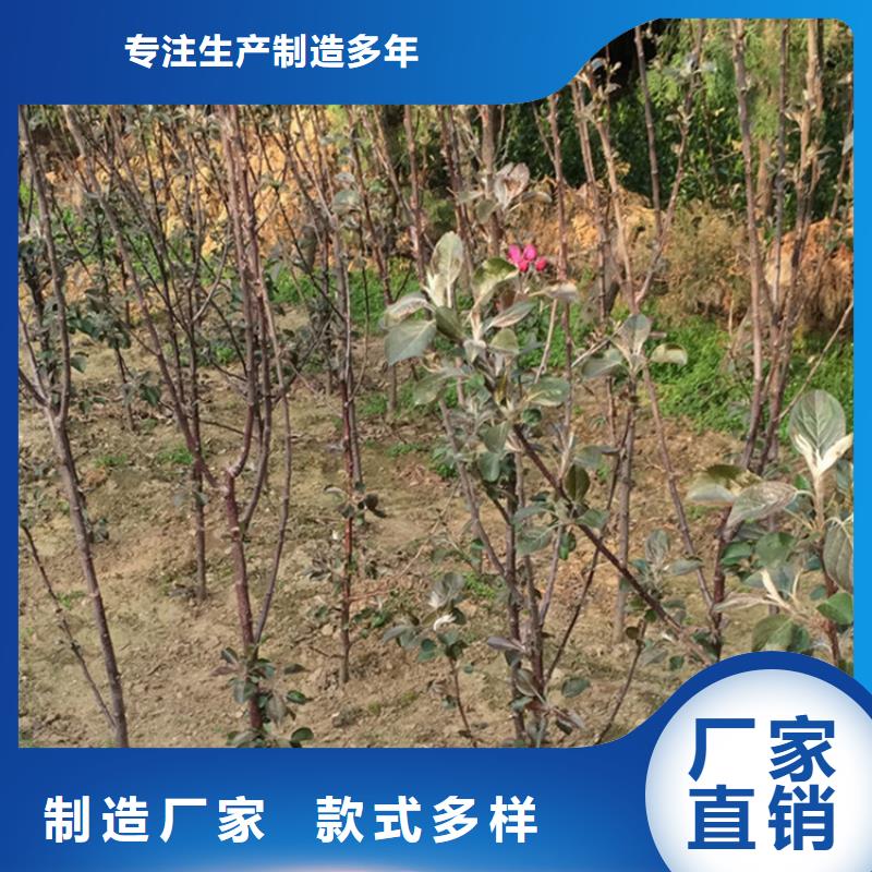 苹果蓝莓苗今年新款应用范围广泛