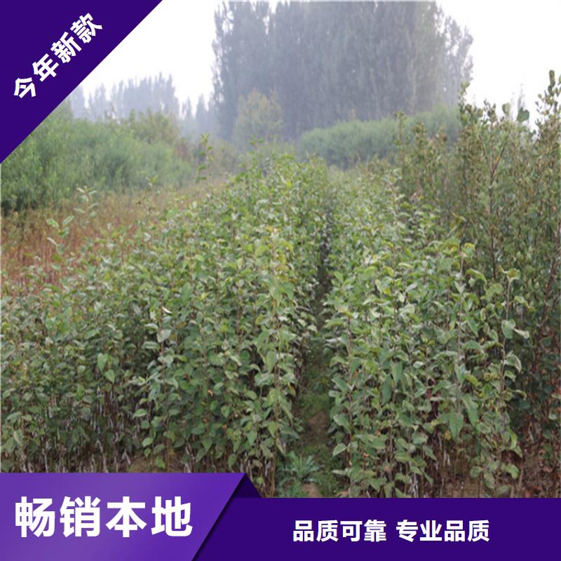 苹果杏树苗应用领域随到随提