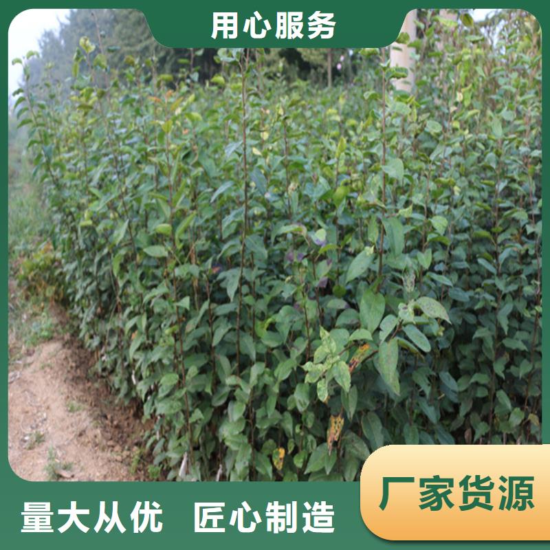 苹果_苹果苗品质无所畏惧本地货源