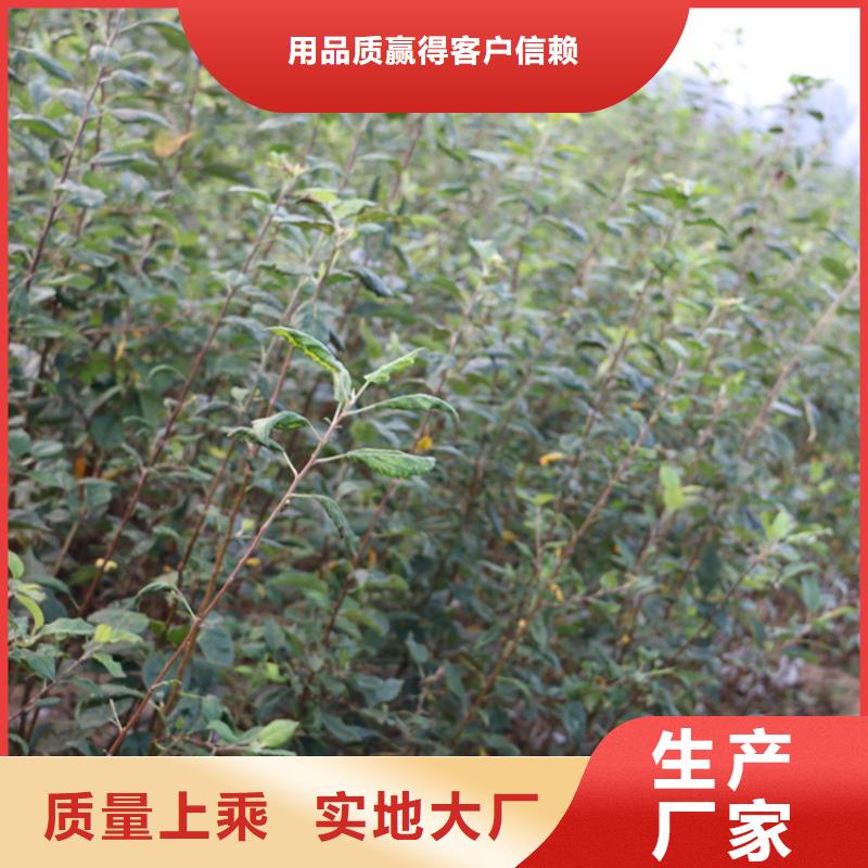 苹果_【蓝莓苗】欢迎来电询价种类多质量好