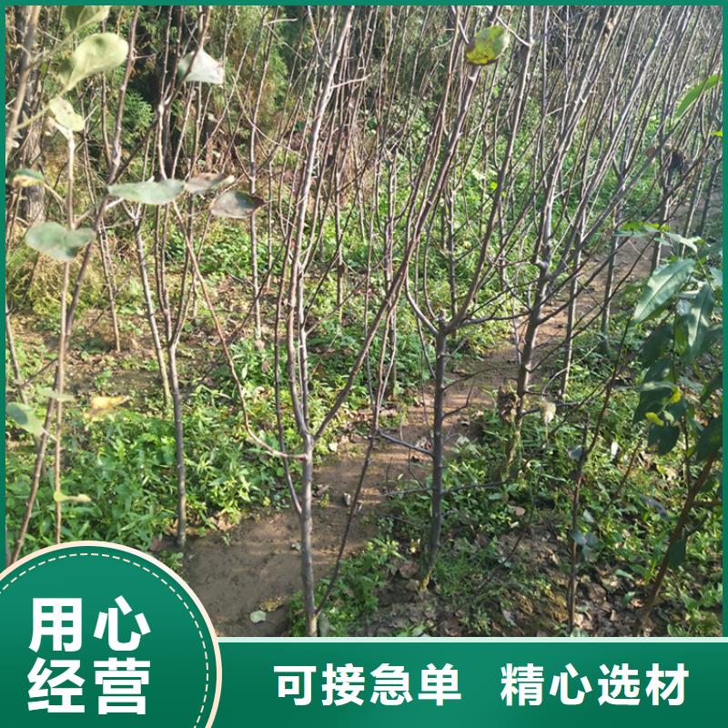苹果【3公分软籽石榴苗】支持拿样当地货源