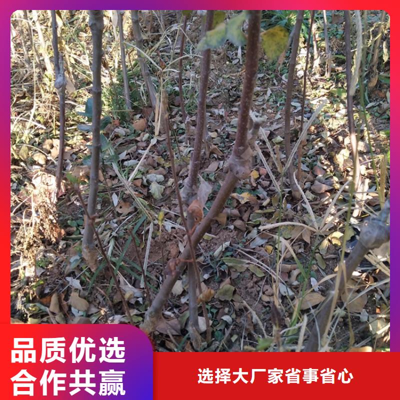 苹果-梨树苗快速物流发货当地品牌