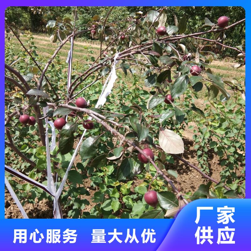 苹果_3公分软籽石榴苗现货交易丰富的行业经验