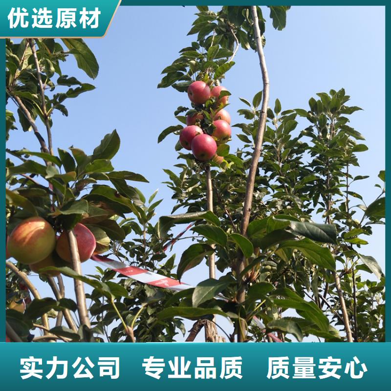 苹果【草莓苗】市场报价当地制造商