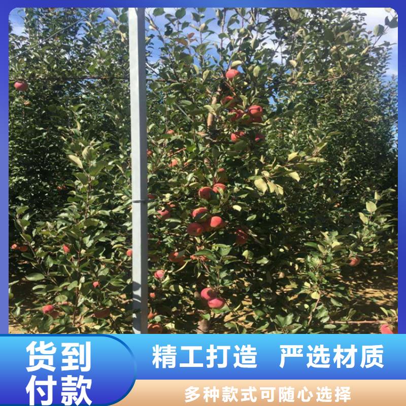 【苹果-苹果苗现货交易】一站式采购方便省心