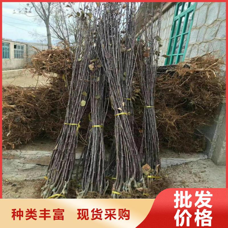 苹果樱桃苗质量优选型号全价格低