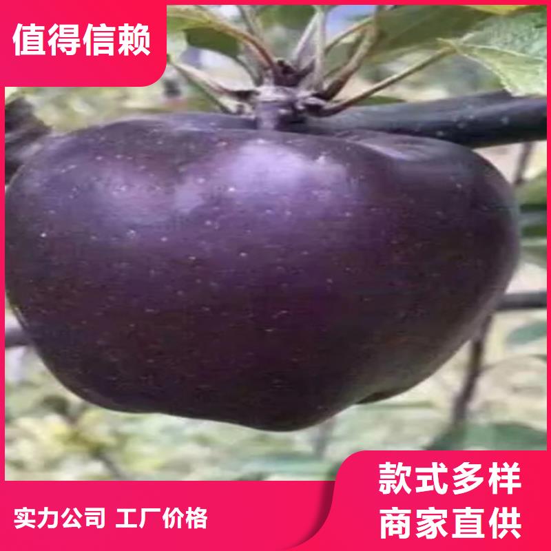 苹果蓝莓苗产地厂家直销支持定制批发