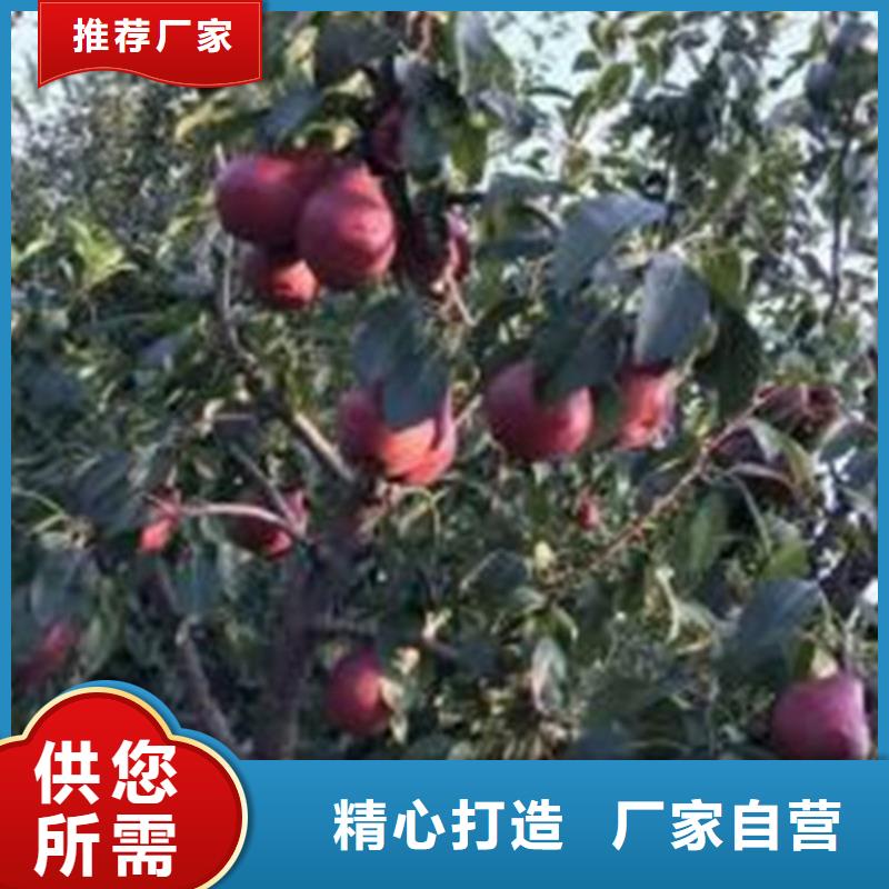 梨树无花果苗精品选购规格型号全